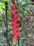 Khao Sok jungletour