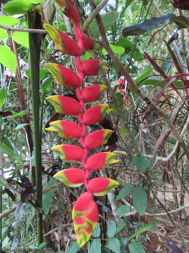 Khao Sok jungletour