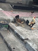 IMG_1595