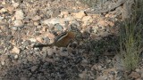 squirell