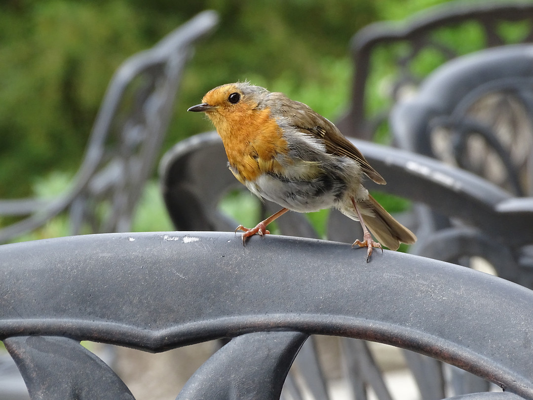 Red Robin Foto Op langs het Kattegat...