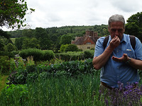 heerlijke lavendel