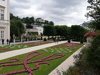 begonia's in Mirabell