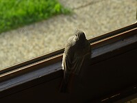 het vogeltje in de traphal
