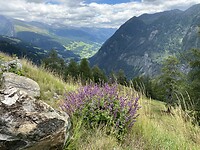 bloemenpracht