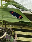 De vlindertuin
