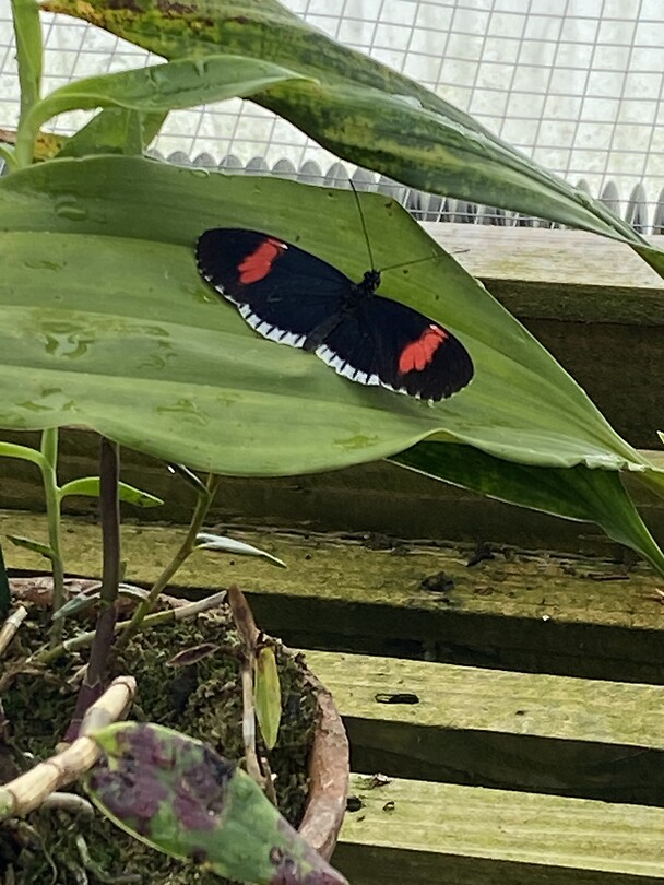 De vlindertuin