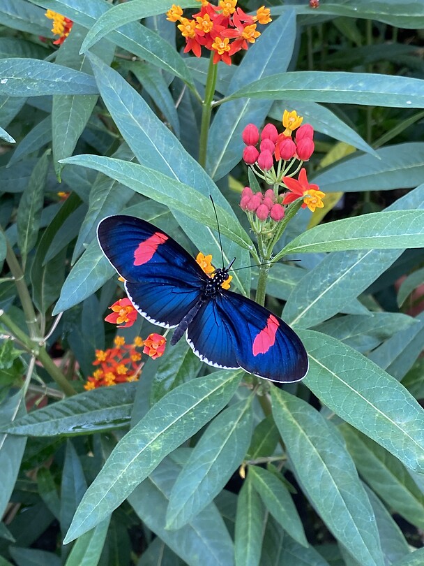 De vlindertuin