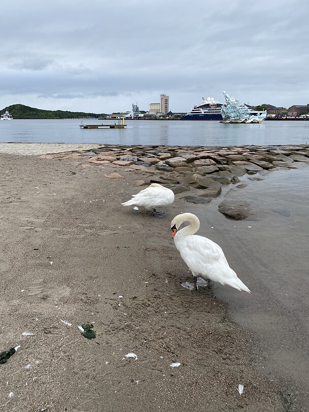 Twee zwanen op het strandje waar mag gezwommen worden