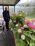 prachtige geraniums