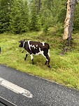 een kalfje langs de weg