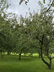 koninklijk park