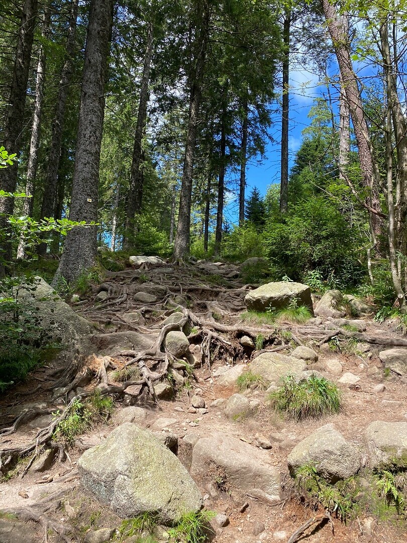 Het wandelpad