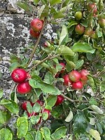 Tegen de muur rond de abdij groeien allerlei soorten appeltjes