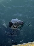 De zeehond