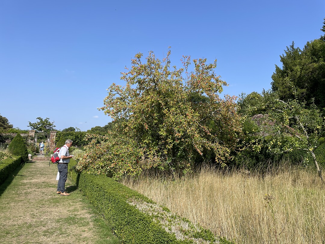 De boomgaard