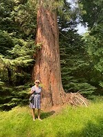 Sequoia