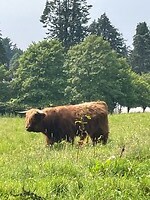 Highlander