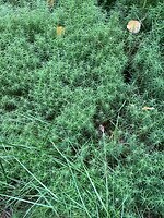 Hier groeien allerlei soorten mossen