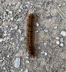 De rups op het wandelpad