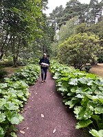 Inverewe Garden