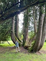 Woodland walk in Inveraray Castle