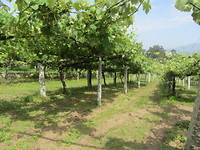 De wijngaarden vande Albariño