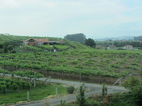 Cambados, het hart van de Albariño