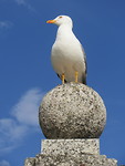 Gaviota (Spaanse meeuw)