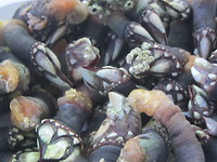 Percebes, de lekkerste zeevrucht !