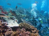 Shark feeding dive
