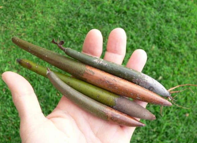 Mangrove zaden
