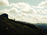 Grasland