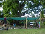 Mangrove nurserie in Vanibau