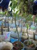 Manrgrove nurserie