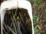 Mangrove 'zaden'
