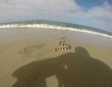 Sea snake