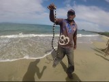 Sea snake