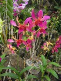 Orchidee