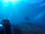 Manta ray