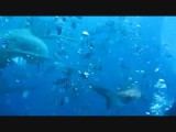 Shark feeding dive
