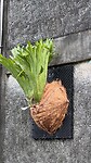 IMG_5034