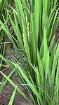 IMG_5137