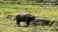 IMG_5399