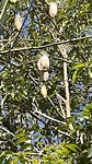 IMG_5688