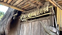 IMG_5767