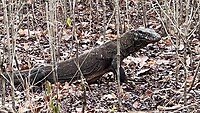 IMG_6081