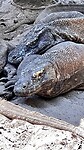 IMG_6217