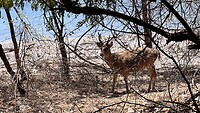 IMG_6233