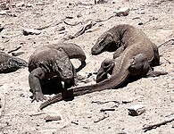 IMG_6259